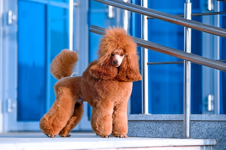 toy poodle