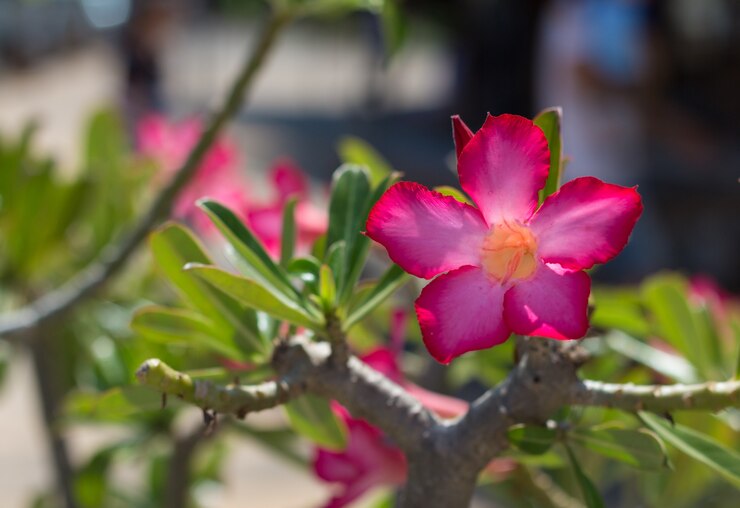 sadabahar plant